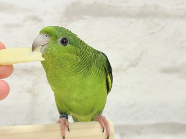 サザナミインコ