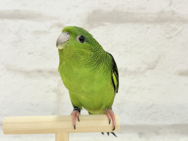 サザナミインコ