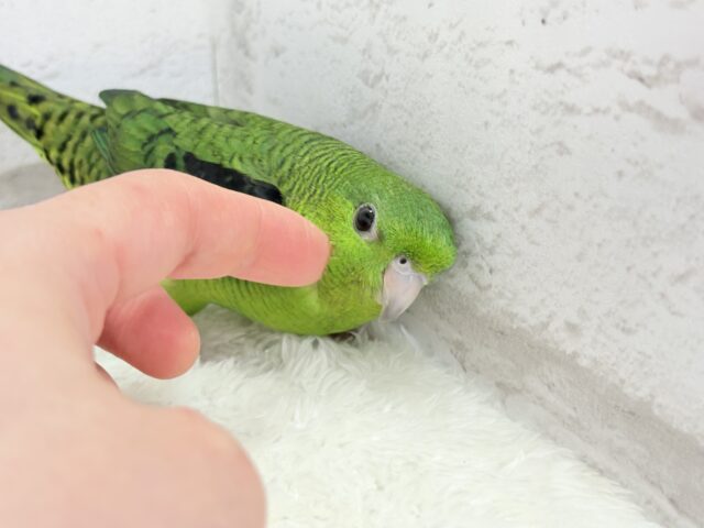 サザナミインコ