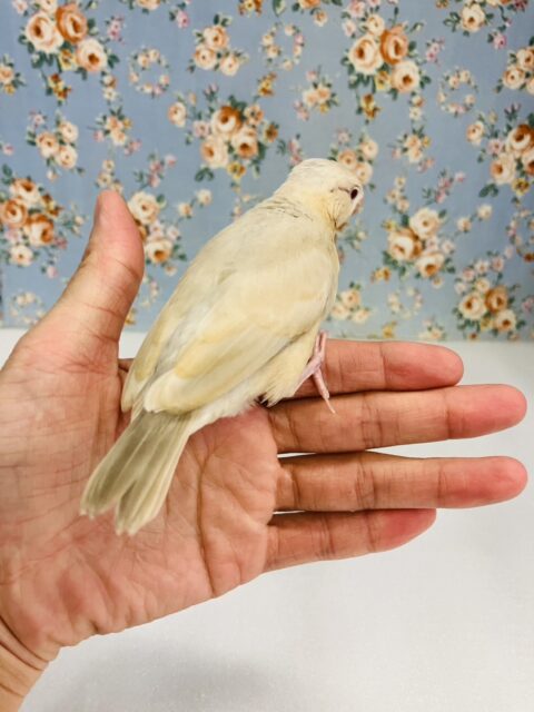 ハートのお胸🤎🐥シナモン文鳥ヒナちゃん🌟 シナモン文鳥
