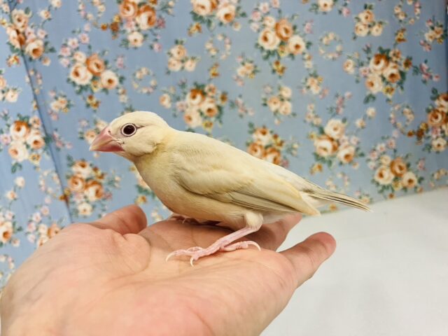 ハートのお胸🤎🐥シナモン文鳥ヒナちゃん🌟 シナモン文鳥