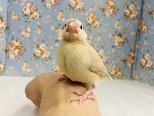 シナモン文鳥