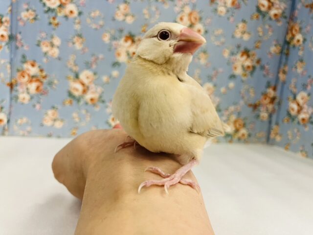 ハートのお胸🤎🐥シナモン文鳥ヒナちゃん🌟 シナモン文鳥