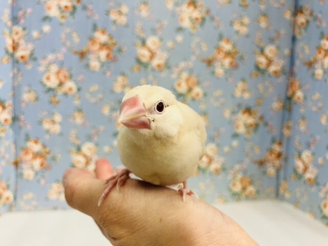 シナモン文鳥