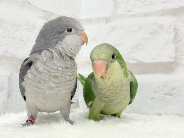 オキナインコ