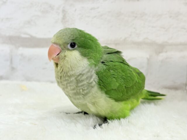 オキナインコ