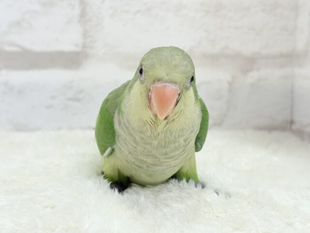 オキナインコ