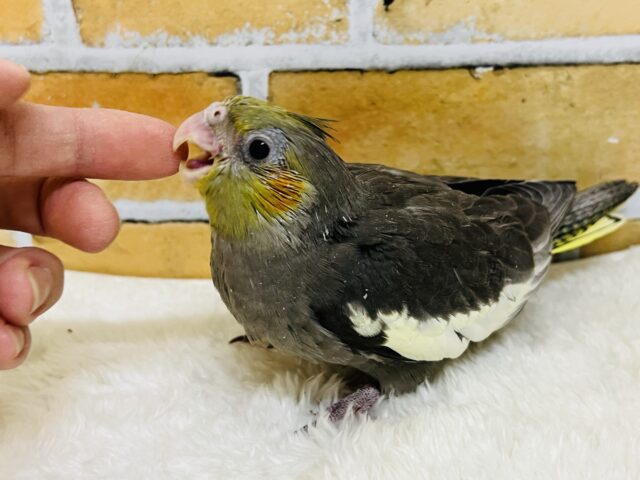 オカメインコ