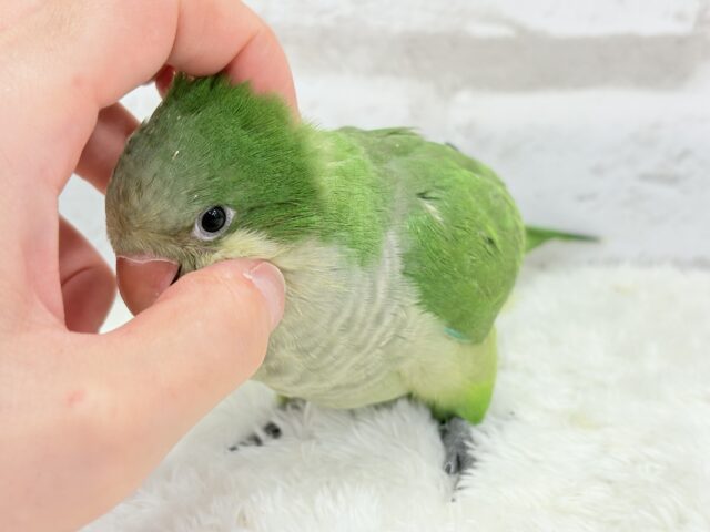 オキナインコ