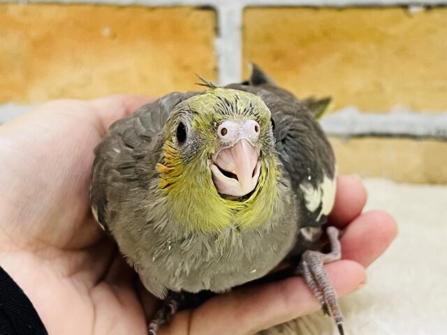 オカメインコ