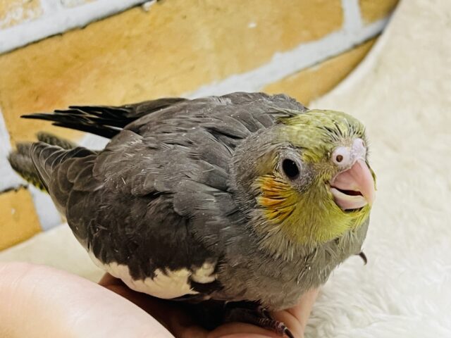 オカメインコ
