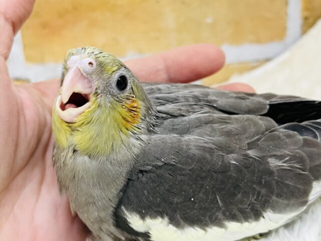 オカメインコ