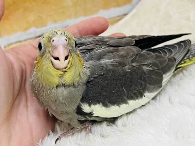 オカメインコ