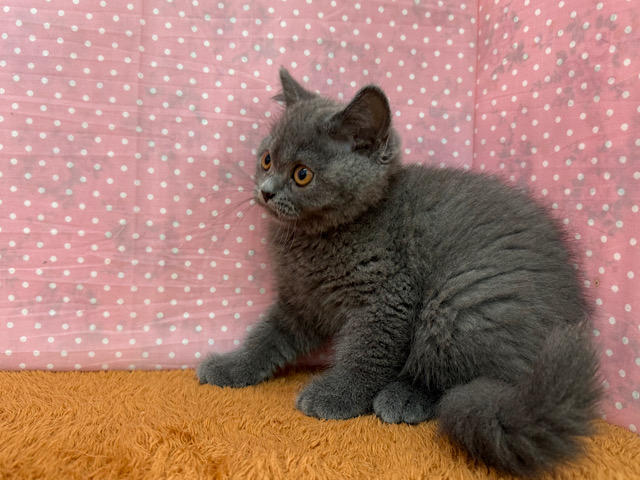 ブリティッシュショートヘア