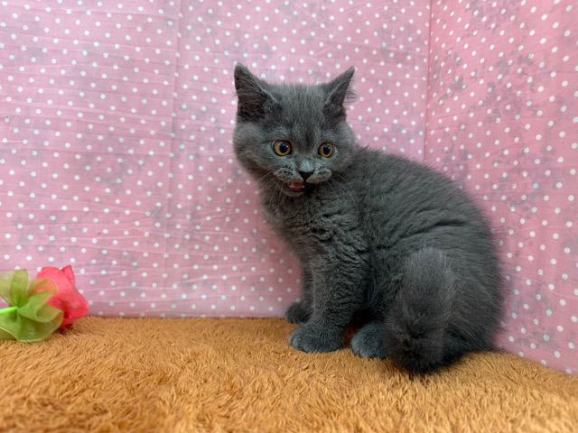 ブリティッシュショートヘア