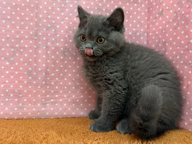 ブリティッシュショートヘア