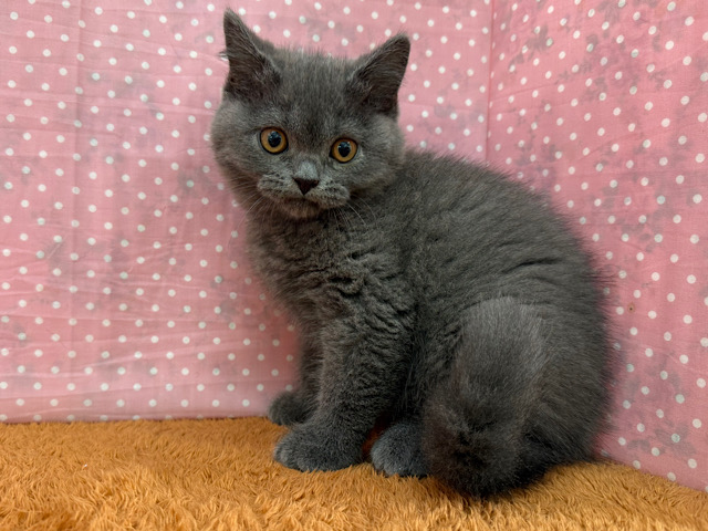 ブリティッシュショートヘア