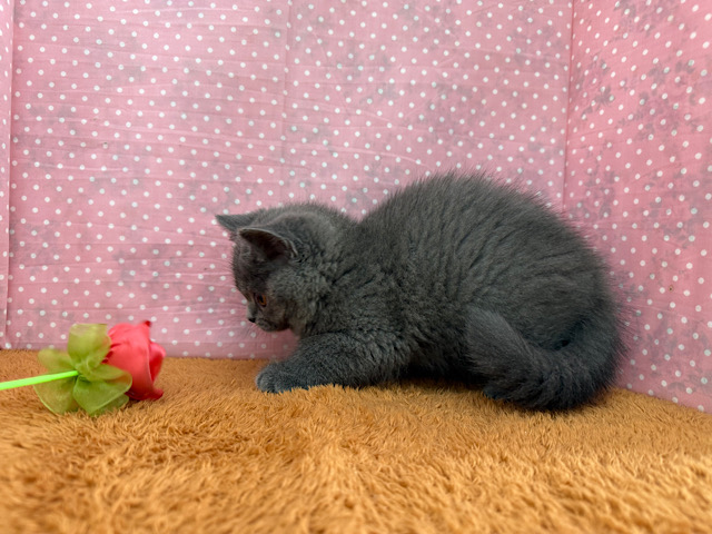 ブリティッシュショートヘア