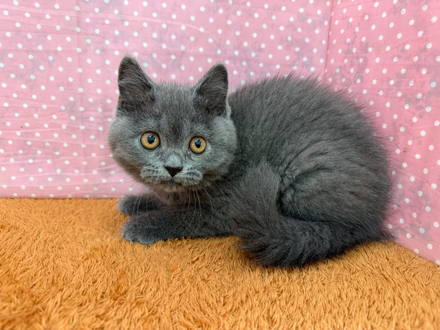 ブリティッシュショートヘア