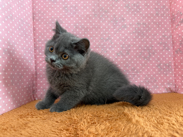 ブリティッシュショートヘア