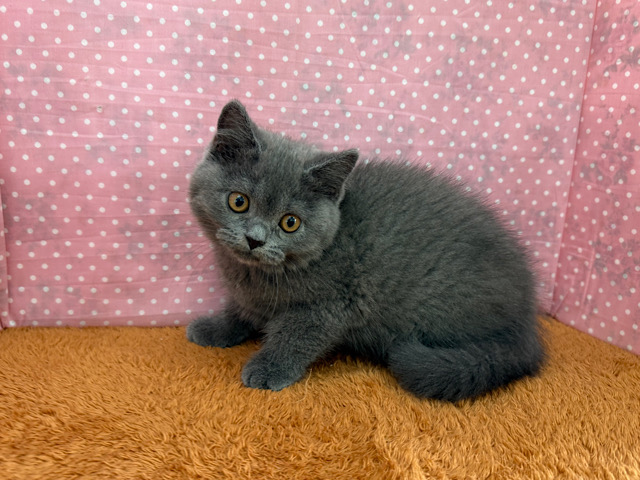 ブリティッシュショートヘア