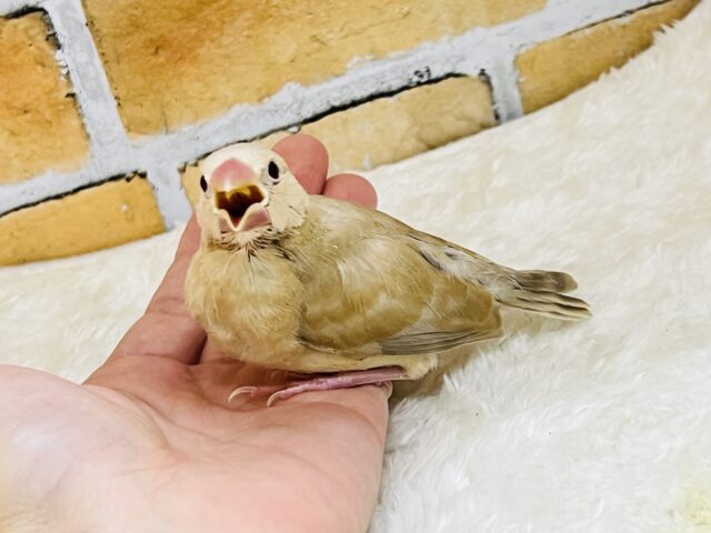 シナモン文鳥