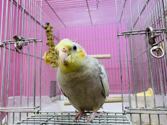 オカメインコ