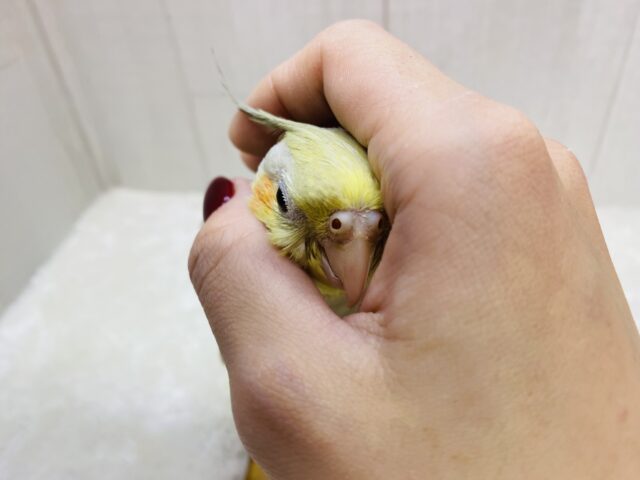 オカメインコ