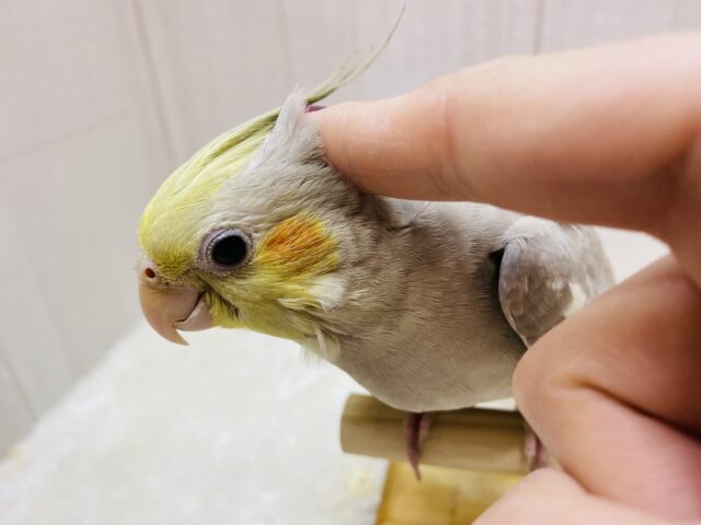 オカメインコ