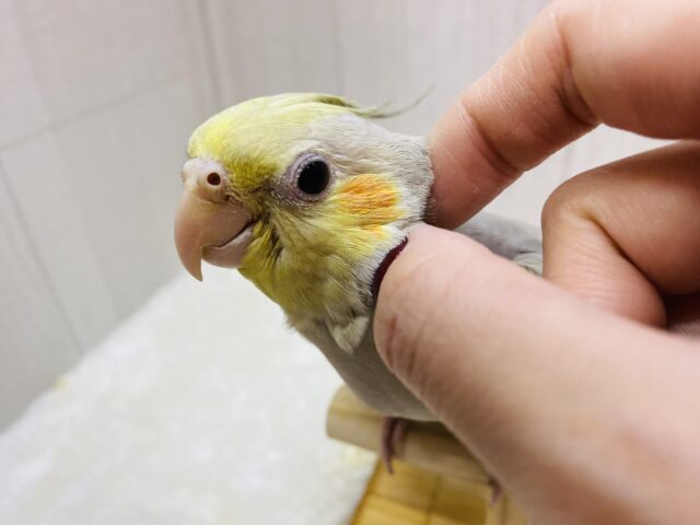 オカメインコ