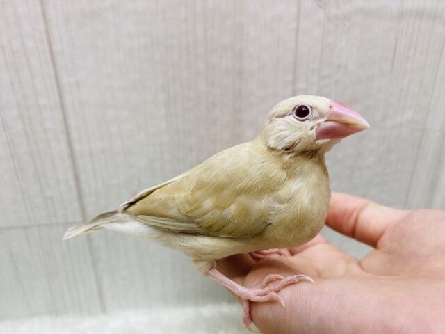 シナモン文鳥