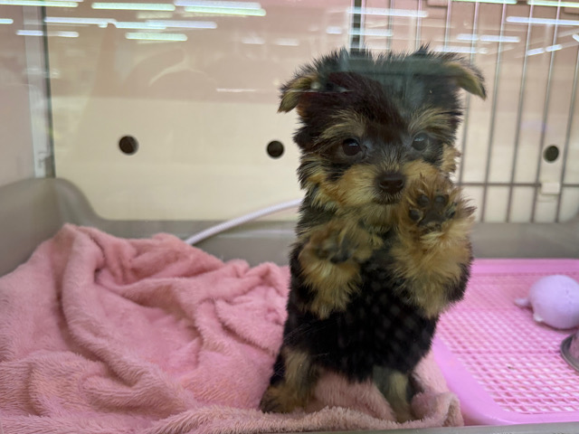 ヨークシャテリア