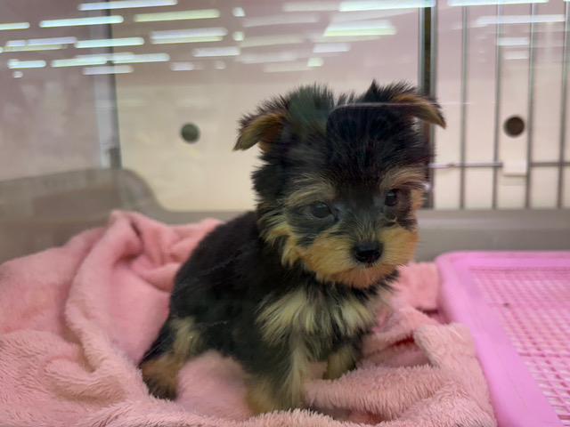 ヨークシャテリア