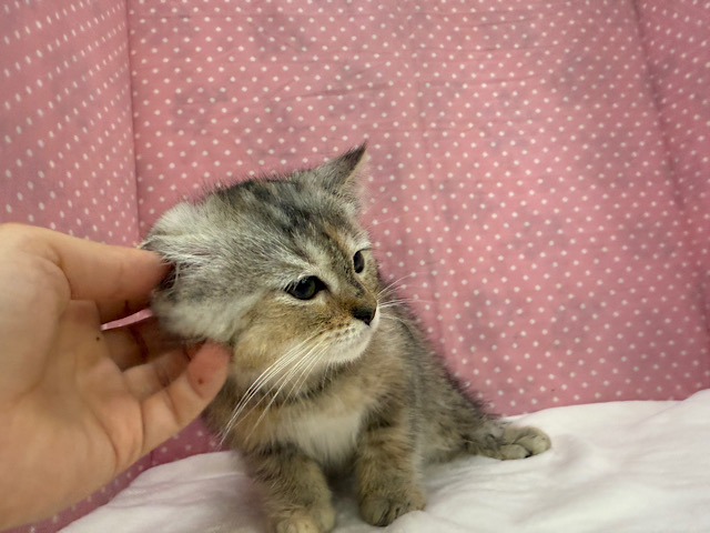 スコティッシュフォールド