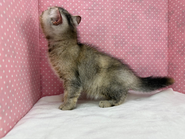 スコティッシュフォールド