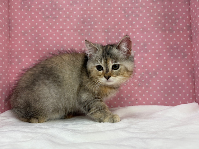 スコティッシュフォールド