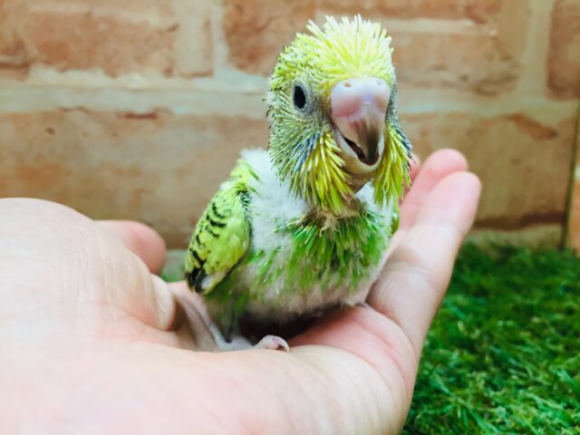 セキセイインコ