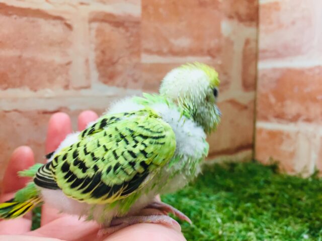 セキセイインコ