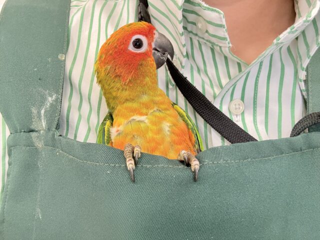 コガネメキシコインコ