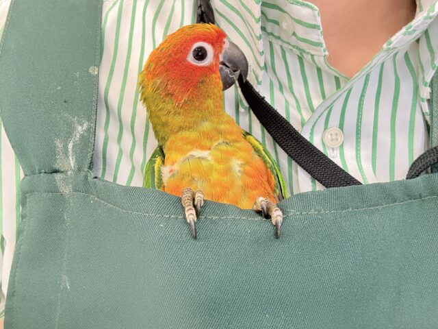 コガネメキシコインコ