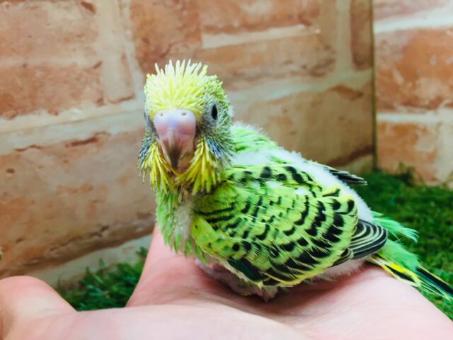 セキセイインコ