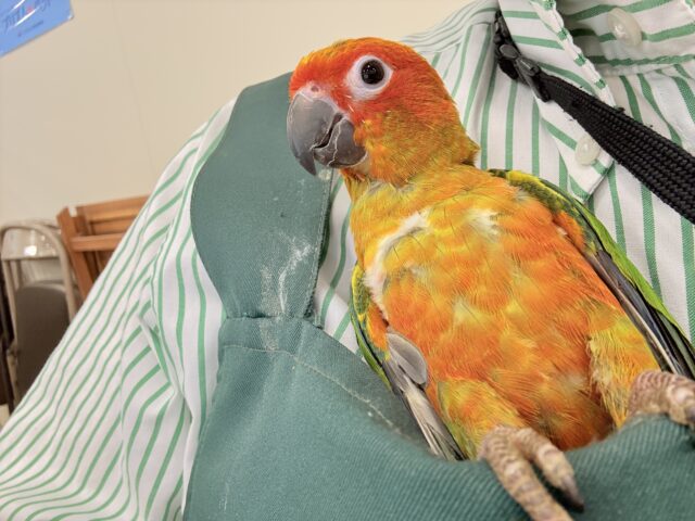 コガネメキシコインコ