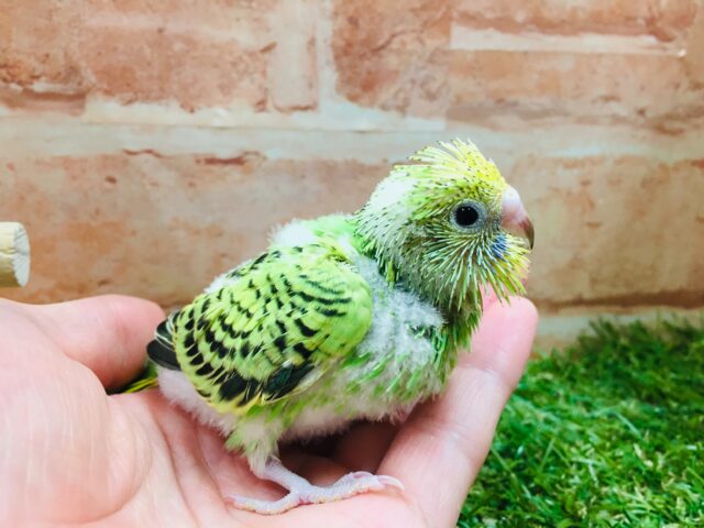 セキセイインコ