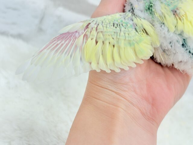 セキセイインコ