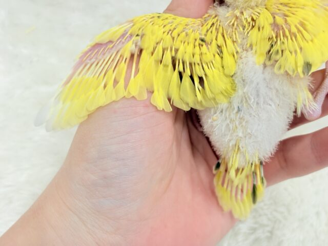 セキセイインコ