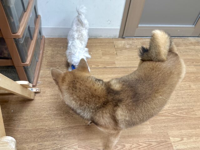 柴犬
