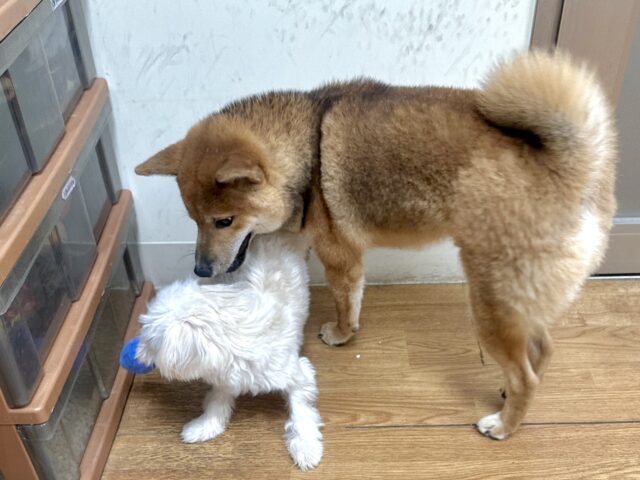 柴犬