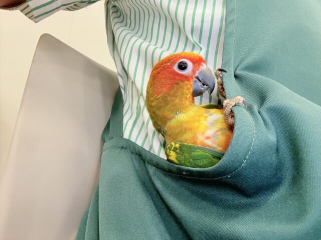 コガネメキシコインコ