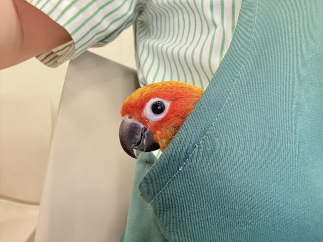 コガネメキシコインコ