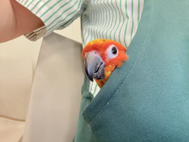 コガネメキシコインコ